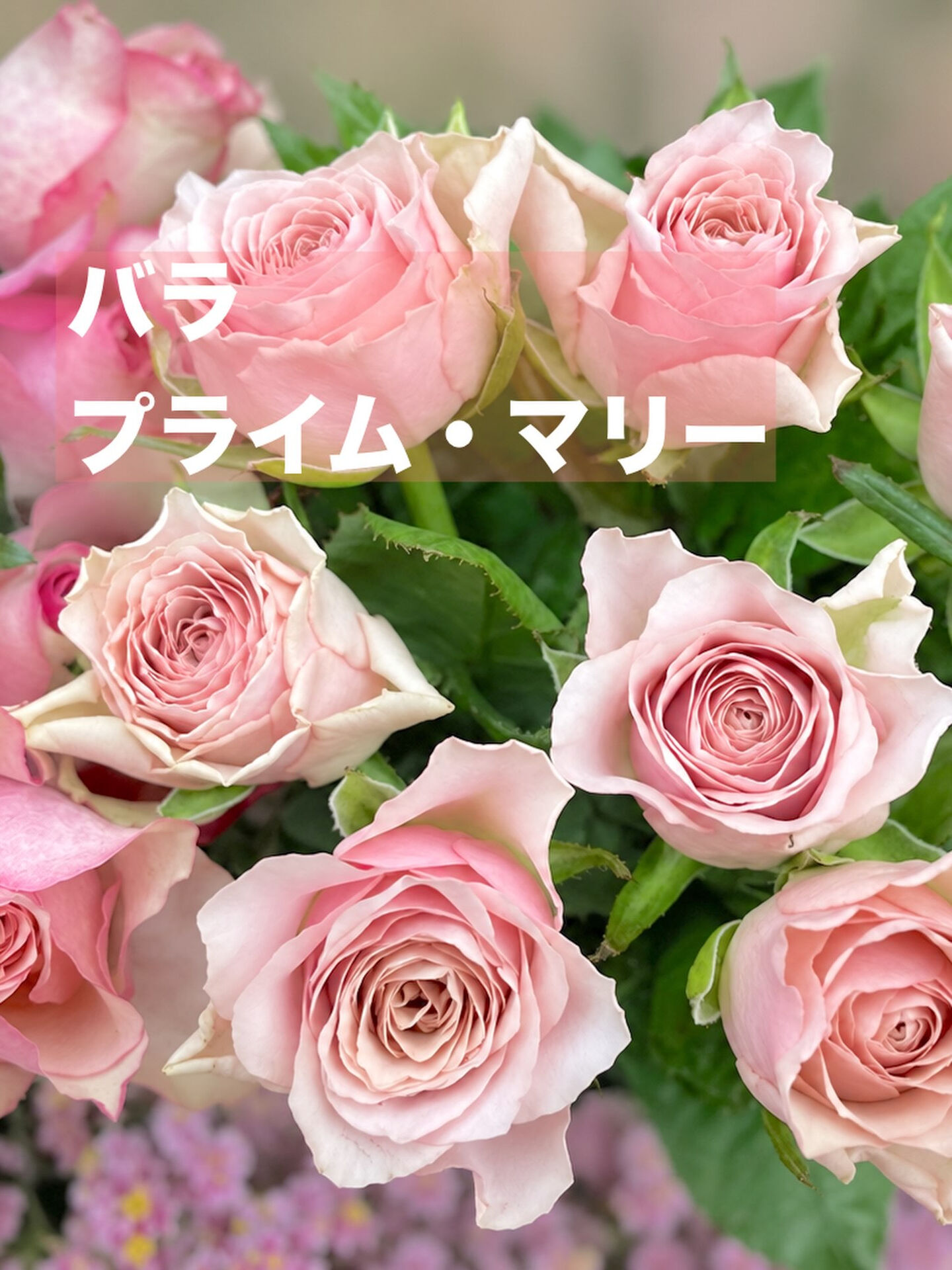 今週の花　2026.10.3