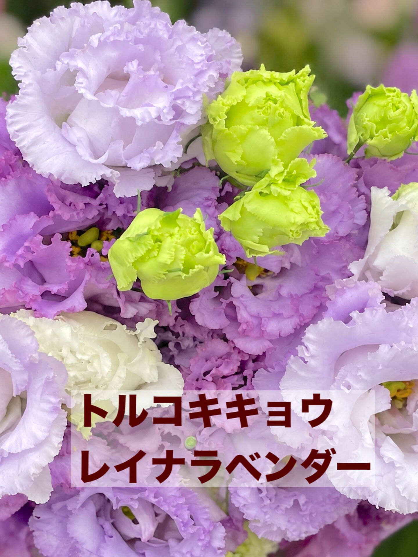 今週の花　2026.10.3