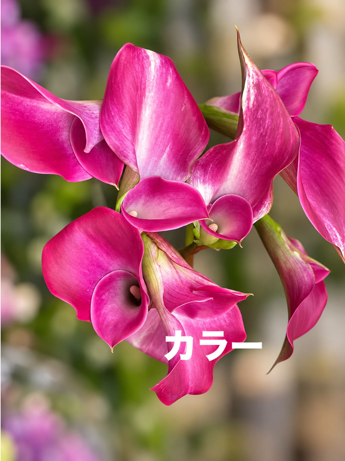 今週の花　2026.10.3