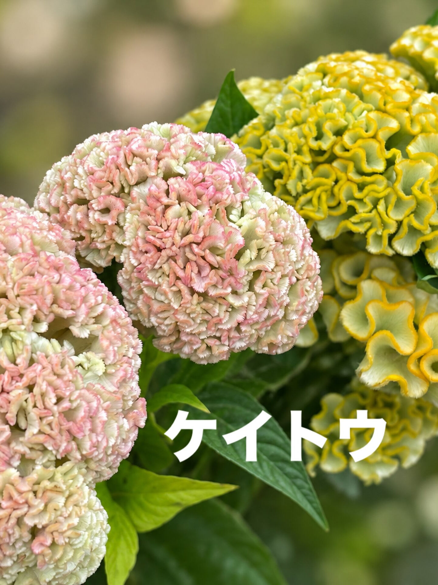 今週の花　2026.10.3