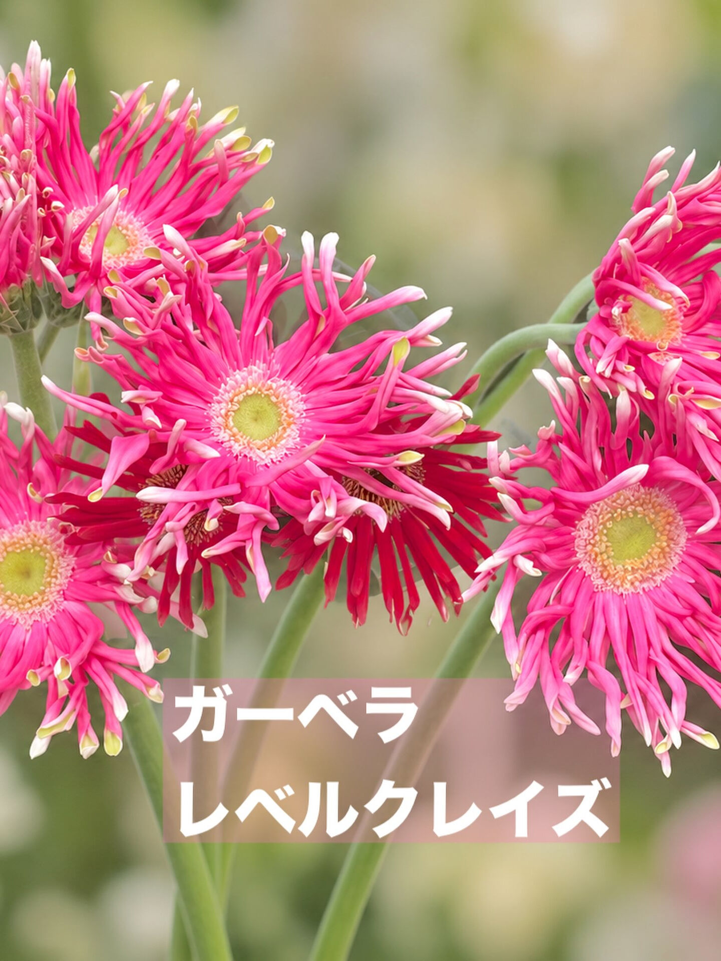 今週の花　2026.10.3