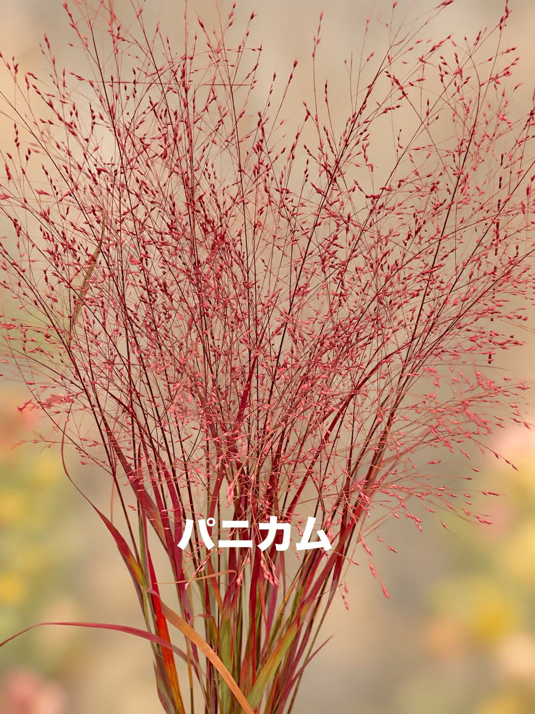 今週の花　2026.10.3