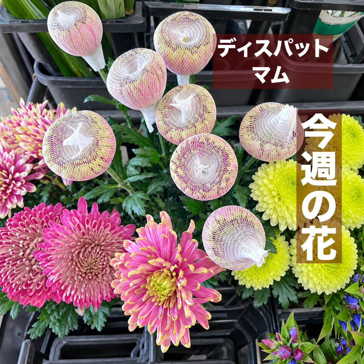今週の花　2026.10.17