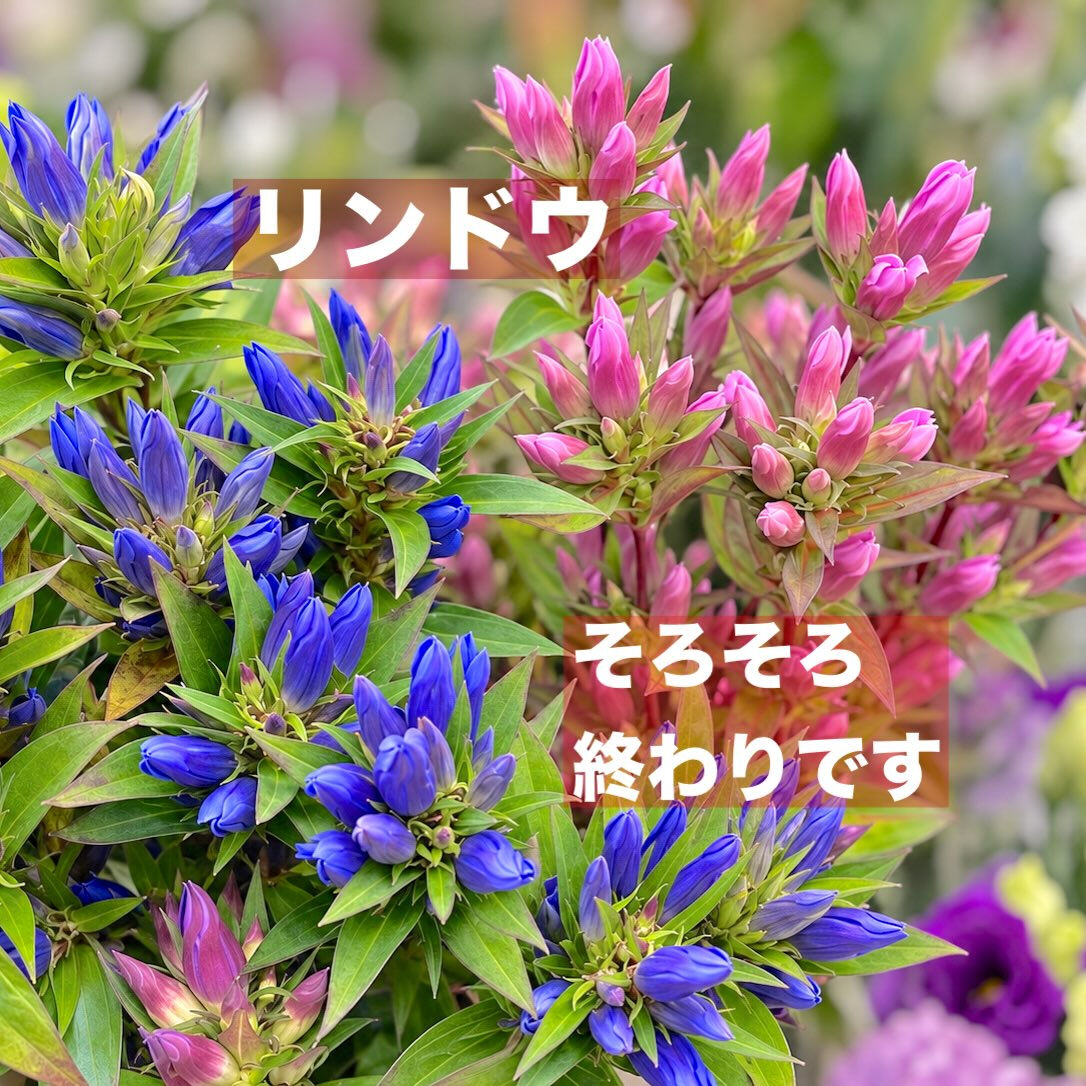 今週の花　2026.10.17