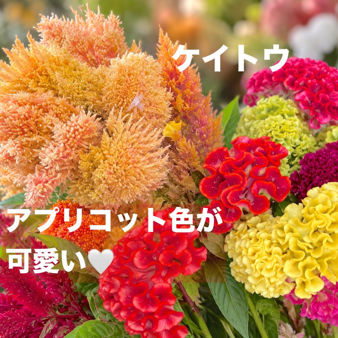 今週の花　2026.10.17
