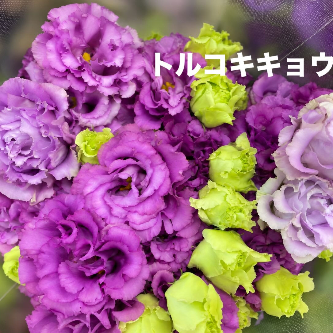 今週の花　2026.10.17