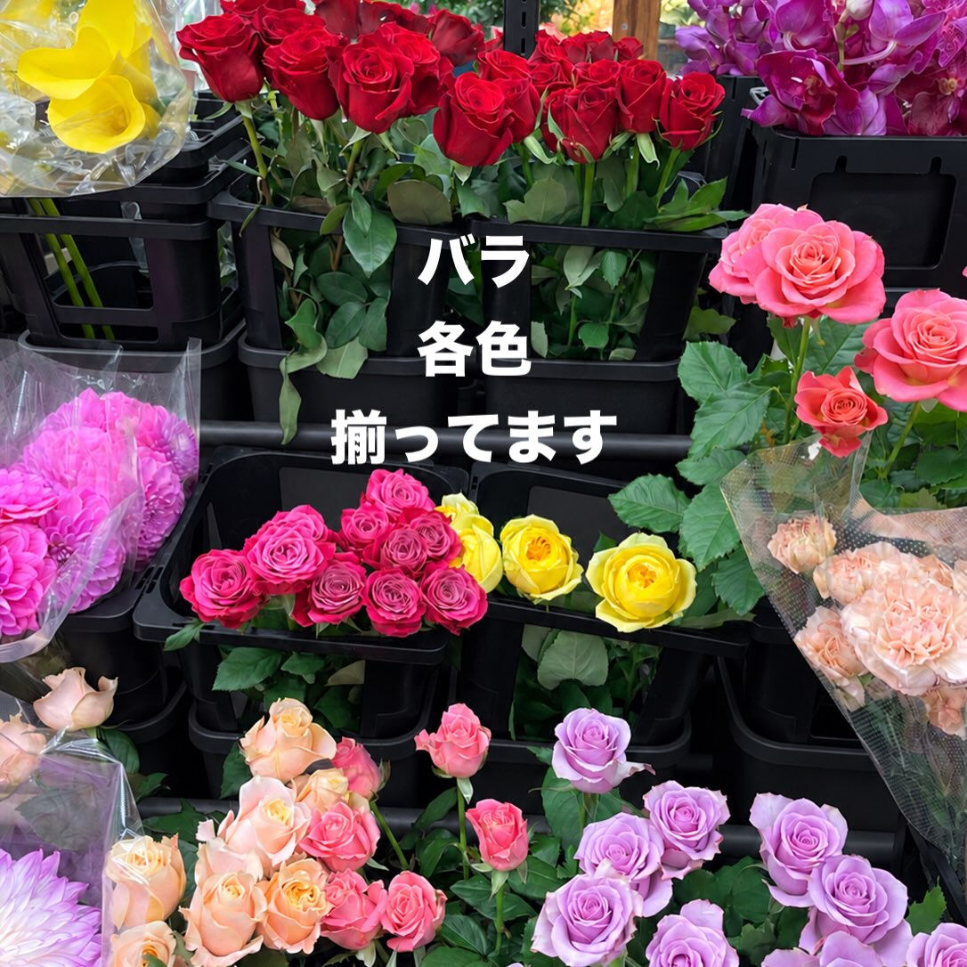 今週の花　2026.10.17