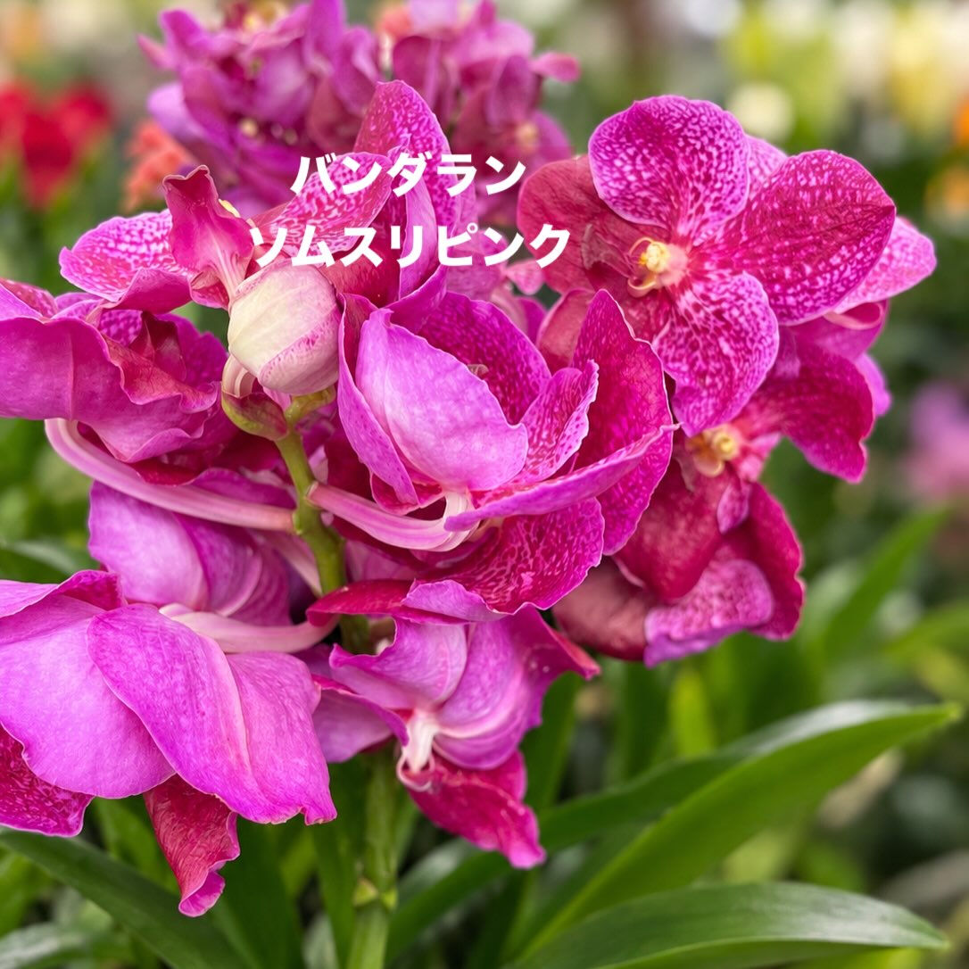今週の花　2026.10.17