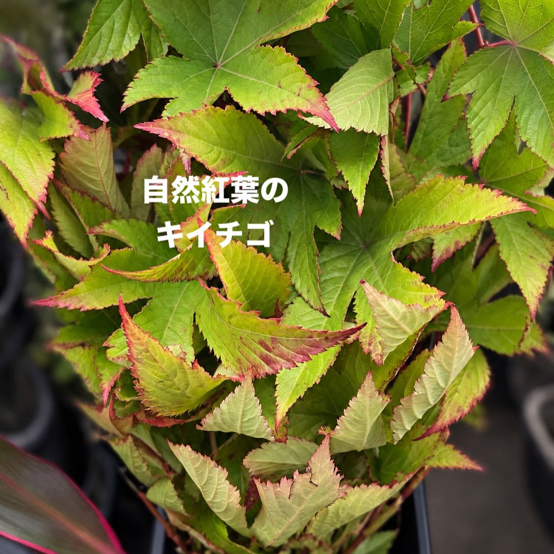 今週の花　2026.10.17