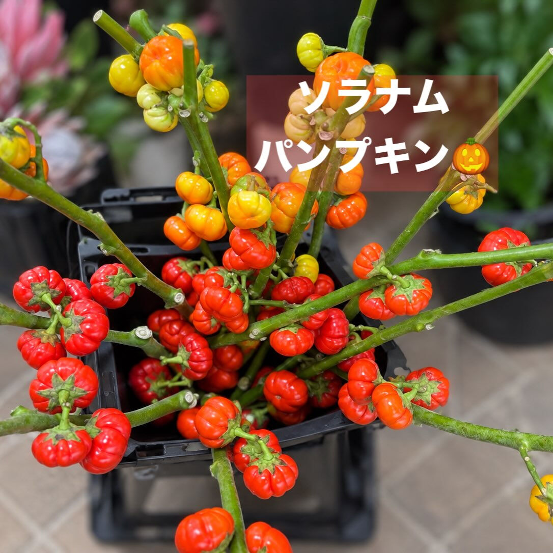 今週の花　2026.10.17