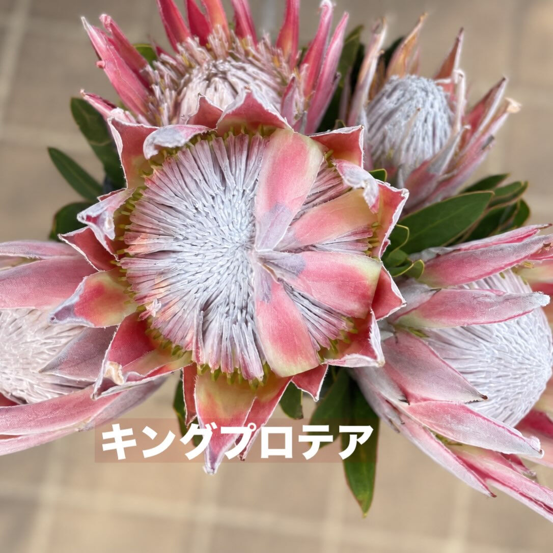 今週の花　2026.10.17