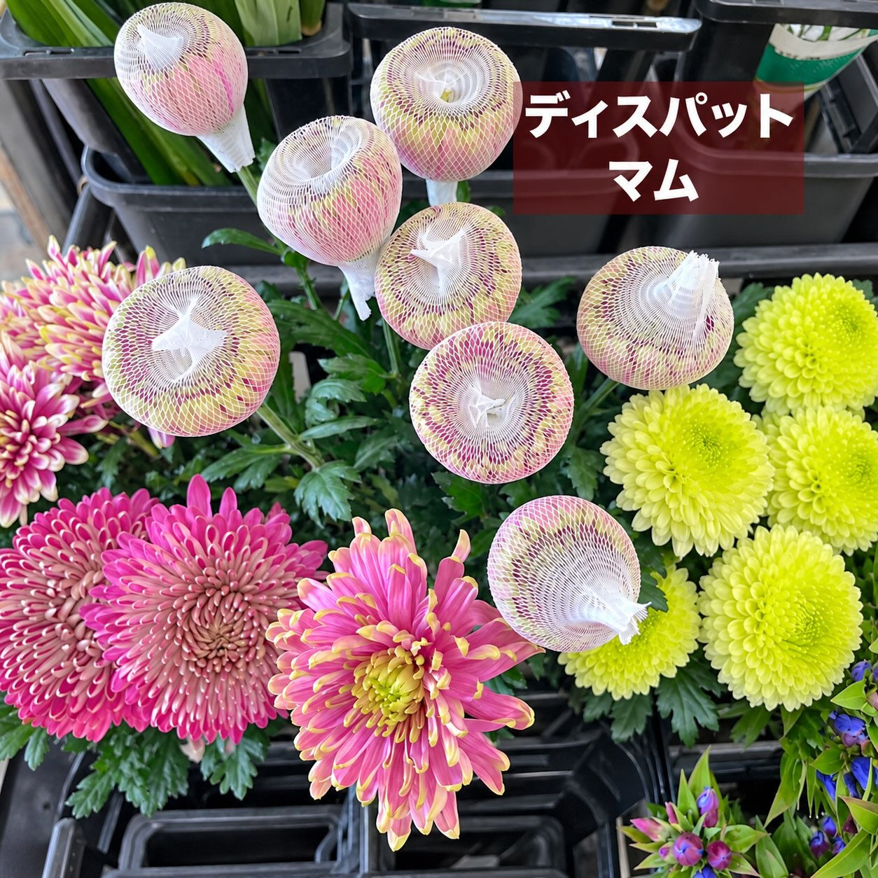今週の花　2026.10.17