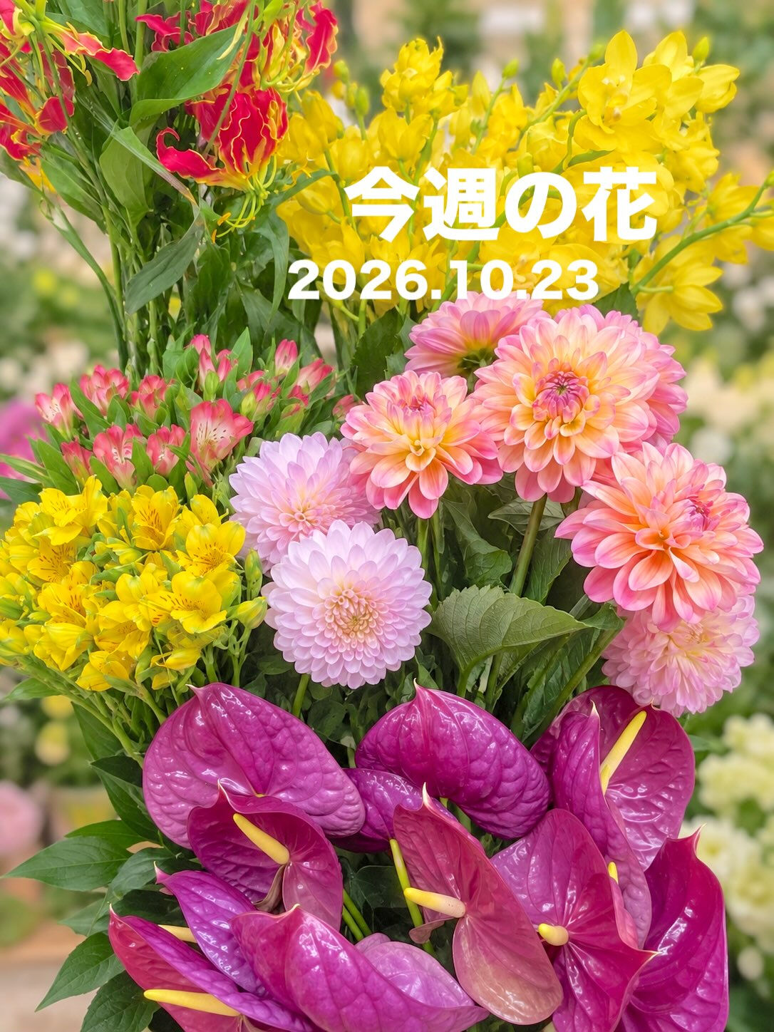 ☘️今週の花　2026.10.23