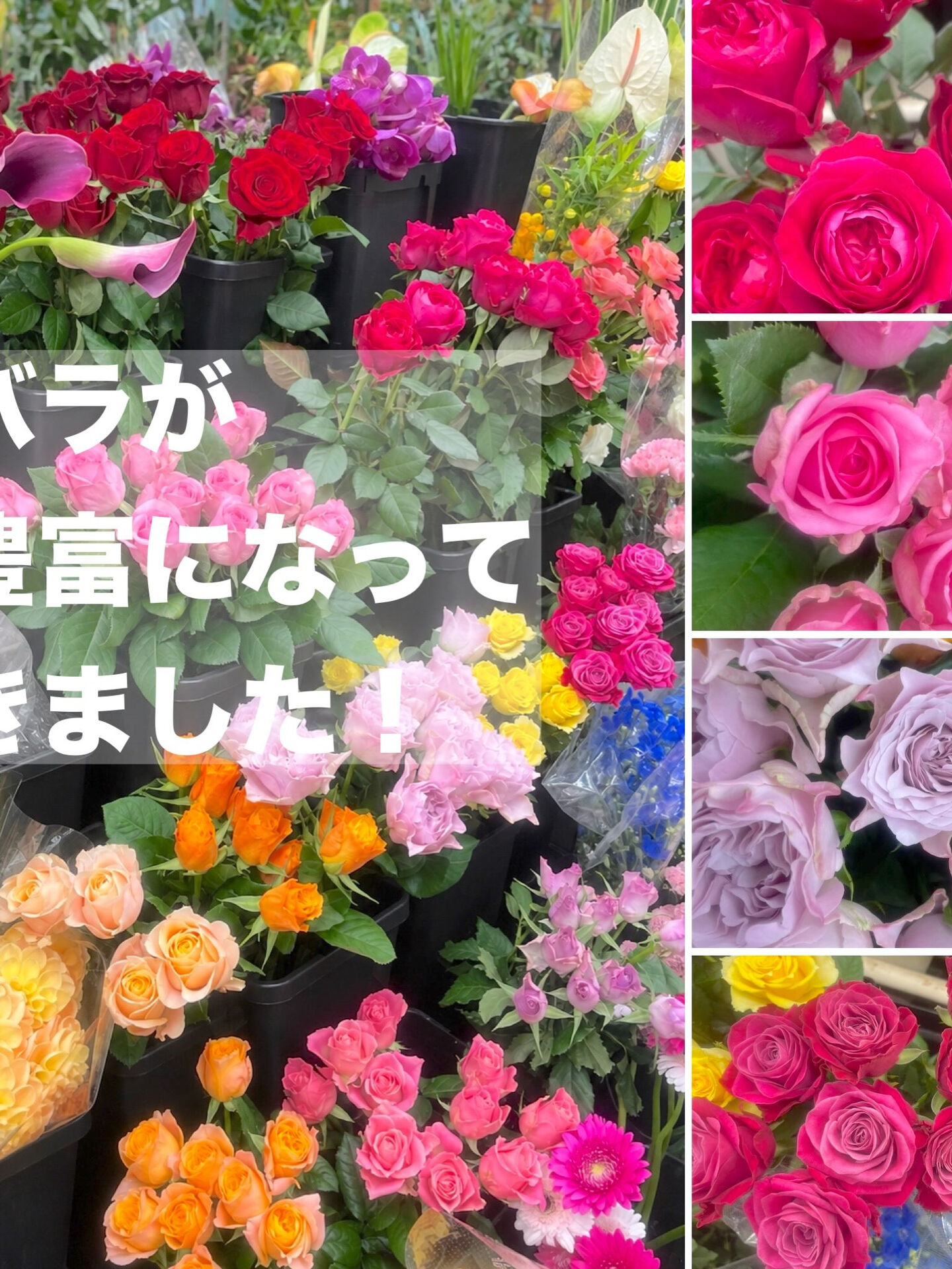 ☘️今週の花　2026.10.23