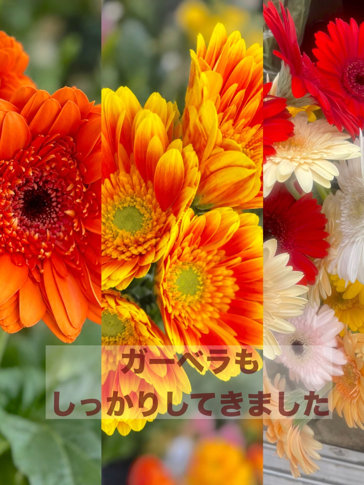 ☘️今週の花　2026.10.23