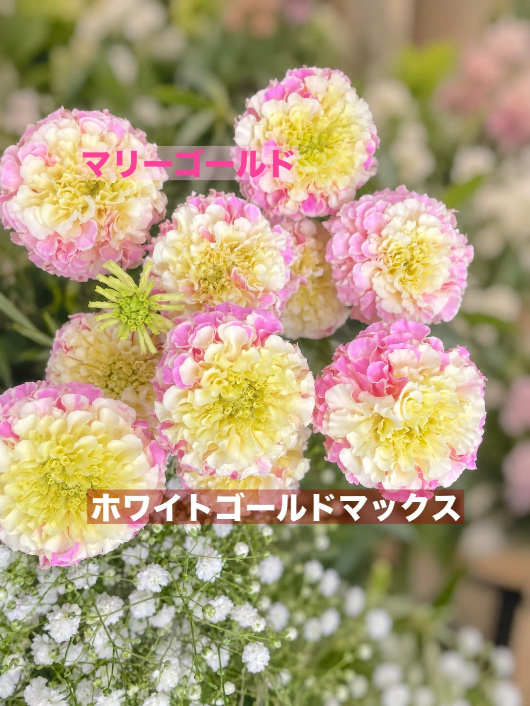 ☘️今週の花　2026.10.23