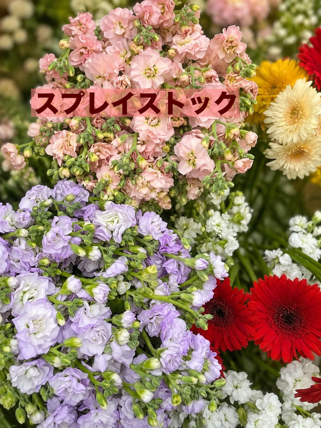 ☘️今週の花　2026.10.23